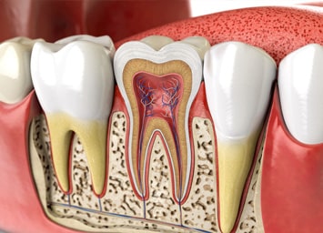 Endodontics